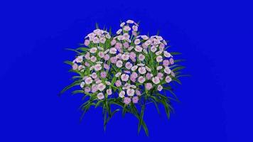 Flower - chinese pink - rainbow pink - china pink - dianthus chinensis - looping Animation - green Screen chroma key - pink 1b video