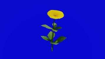 Flower - english marigold - calendula officinalis - looping animation - green screen chroma key - yellow - single 1a video