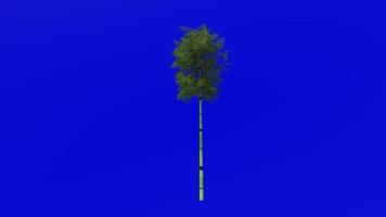 Tree Animation - bamboo tree - phyllostachys pubescens - green screen chroma key - 5a video