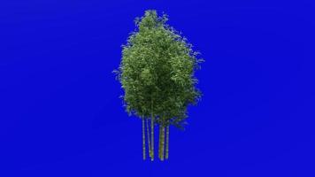 arbre animation - bambou arbre - phyllostachys pubescent - vert écran chrominance clé - 1c video