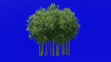 árbol animación - bambú árbol - phyllostachys pubescente - verde pantalla croma llave - 1d video