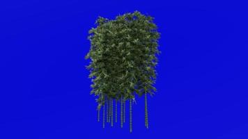 boom animatie - bamboe boom - phyllostachys puberteit - groen scherm chroma sleutel - 4b video