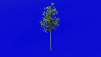 arbre animation - bambou arbre - phyllostachys pubescent - vert écran chrominance clé - 1b video