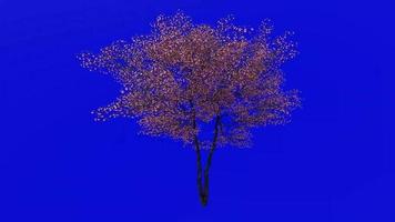 Tree Animation - flowering dogwood - indian arrowwood - cornelian tree - white cornel - white dogwood - false boxwood - cornus florida - green screen chroma key - pink - big - 1a video