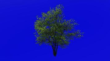 Tree Animation - flowering dogwood - indian arrowwood - cornelian tree - white cornel - white dogwood - false boxwood - cornus florida - green screen chroma key - leaf - large - 3c - summer spring video
