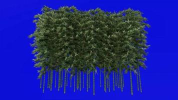 Tree Animation - bamboo tree - phyllostachys pubescens - green screen chroma key - 4c video