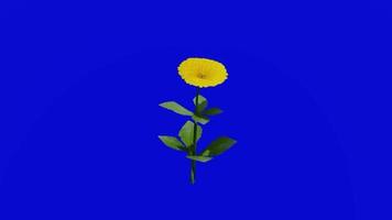 Flower - english marigold - calendula officinalis - looping animation - green screen chroma key - yellow - single 1b video