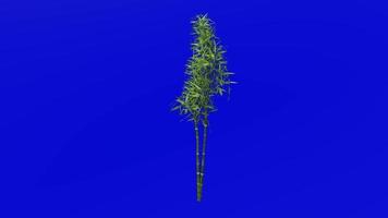 arbre animation - bambou arbre - phyllostachys pubescent - vert écran chrominance clé - 2a video