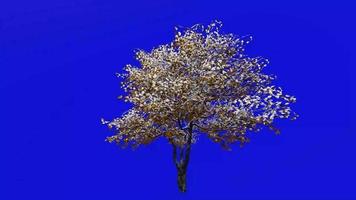 Tree Animation - flowering dogwood - indian arrowwood - cornelian tree - white cornel - white dogwood - false boxwood - cornus florida - green screen chroma key - leaf - small - 1b - winter snow video