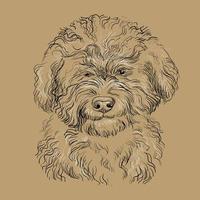 Barbet dog close up hand drawing dog vector brown