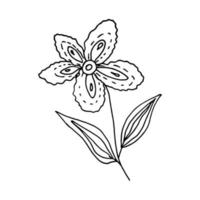 Vector doodle flower with leaves. Isolated hand drawn linear flower contour on white