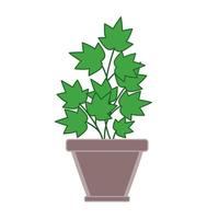 Parsley herb in pot in flat technique vector