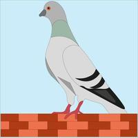 illustration of a dove, this bird was used to send letters in ancient times vector