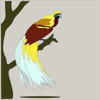 illustration of a bird of cendrawasih from Papua, eastern part of Indonesia vector