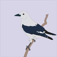 illustration of a nutcracker clark, which belongs to a species of crow found mostly in the mountains of North America vector