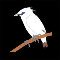 Illustration the bali starling is a medium sized warbler, which is commonly found on the island of Bali. vector