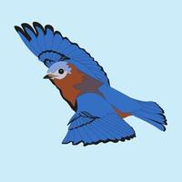 illustration of an eastern bluebird which is almost similar to a western bluebird, the difference is that its throat feathers are reddish under its beak vector