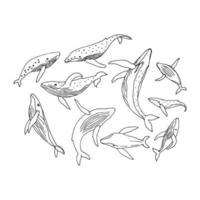 Black and white whales outline. Humpback whale set. Hand drawn vector illustration.