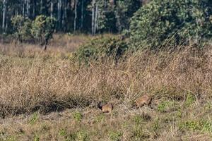 deer in the meadow Wildlife Conservation Area photo