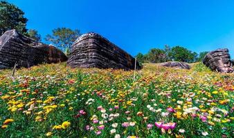 Beautiful meadow wildflowers straw flower in the mountains Phu Hin Rong Kla National Park, Thailand photo