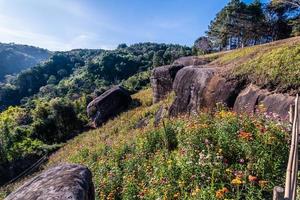 Beautiful meadow wildflowers straw flower in the mountains Phu Hin Rong Kla National Park, Thailand photo