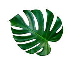 Green leaves pattern,leaf monstera isolated on white background,include clipping path photo