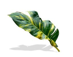 green leaves pattern of Epipremnum aureum foliage isolated on white background,leaf exotic tropical,Devil's ivy, Golden pothos,include clipping path photo