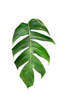 Green leaves pattern,leaf monstera isolated on white background,include clipping path photo