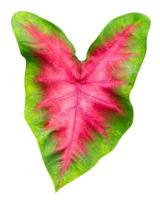 leaves pattern of Caladium or Heart Of Jesus leaf isolated on white background,include clipping path photo