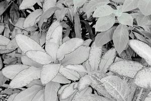 Black and white leaves pattern of Dumb Cane foliage in garden,leaf exotic tropical photo