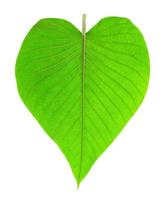 Green leaves pattern isolated on white background,leaf heart-shaped,include clipping path photo