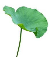 Green leaves pattern,leaf lotus isolated on white background,include clipping path photo