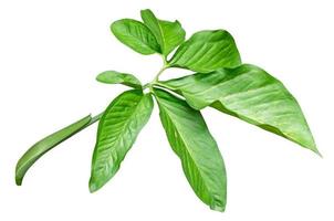 Green leaves pattern,leaf Syngonium podophyllum isolated on white background,include clipping path photo