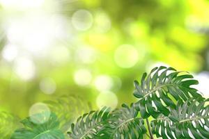 Green leaves pattern for summer or spring season concept,leaf of monstera with bokeh textured background photo