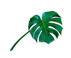 Green leaves pattern,leaf monstera isolated on white background,include clipping path photo