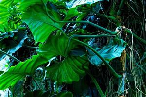 verde hojas modelo de tropical hoja planta en bosque foto