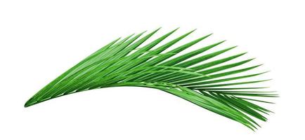 Green leaves pattern,leaf palm tree isolated on white background,include clipping path photo