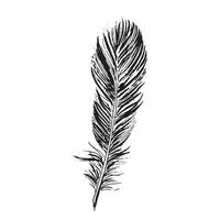 Feathers on white background. Hand drawn sketch style. vector