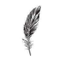 Feathers on white background. Hand drawn sketch style. vector