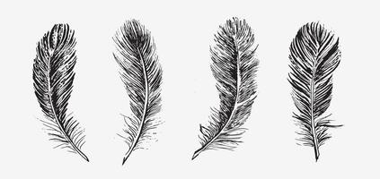 Feathers on white background. Hand drawn sketch style. vector