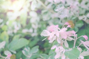 pink green leaves pattern with snow for nature background,Pithecellobium dulce photo