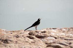 White Browed Wagtail Bird Sitting on the Rock. photo