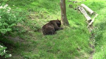 European brown bear eating grass in forest video