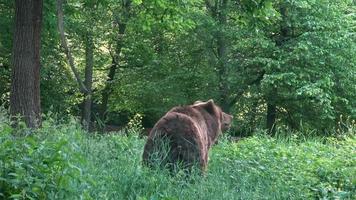 Brown bear in the forest video