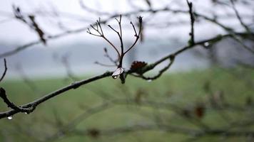 ramas sin hojas con gotas de lluvia en bokeh estilo video