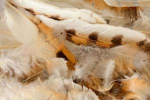 Pile of feathers photo
