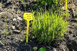 Flourishing plants and greenery photo