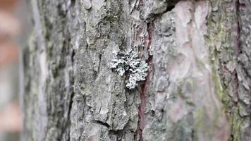 Moss close-up on a tree video