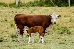 Cow and calf photo