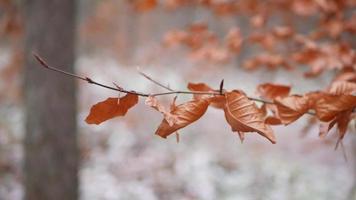 Yellowed leaves shot in bokeh style video